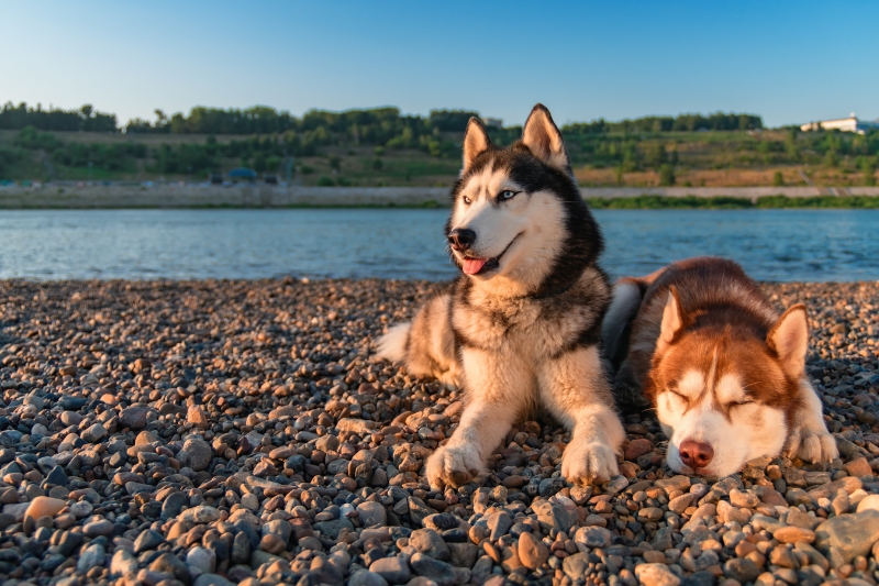 two siberian huskies on a beach