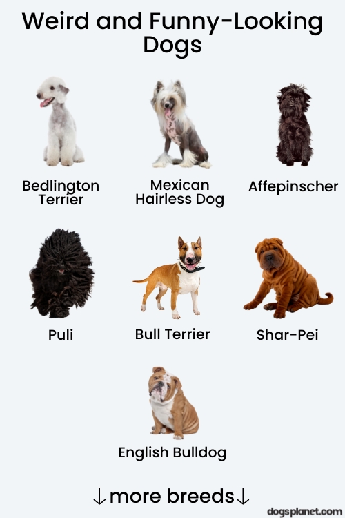 weird funny strange looking dogs