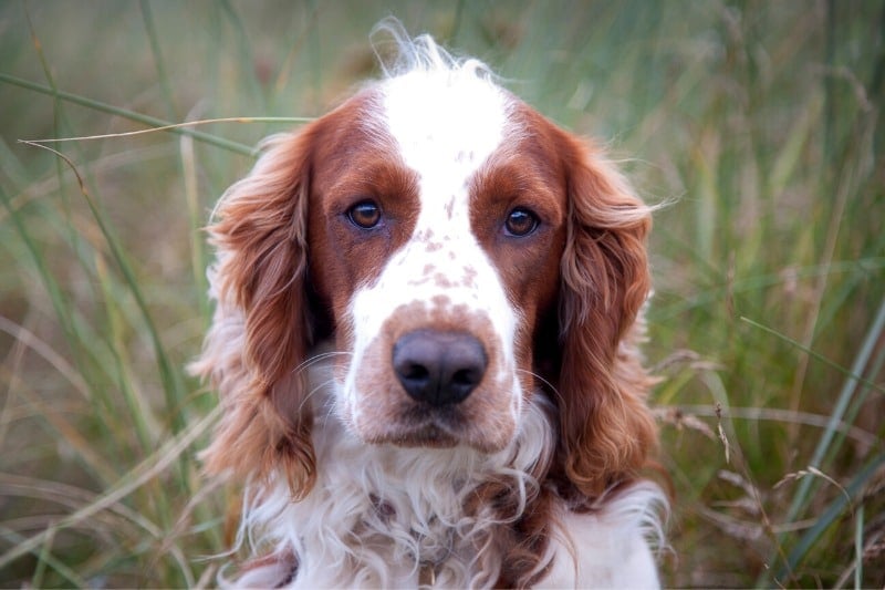 welsh springer spaniel portrait