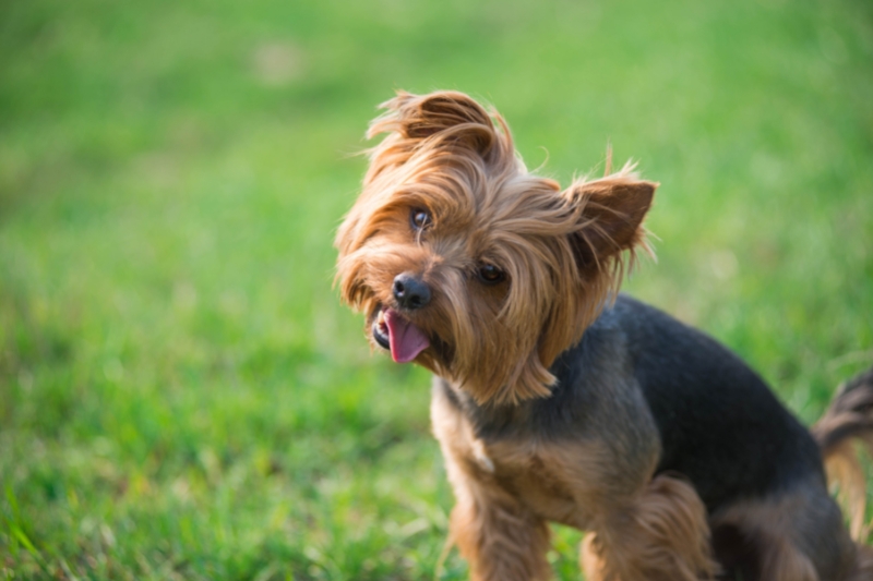 yorkshire terrier portrait