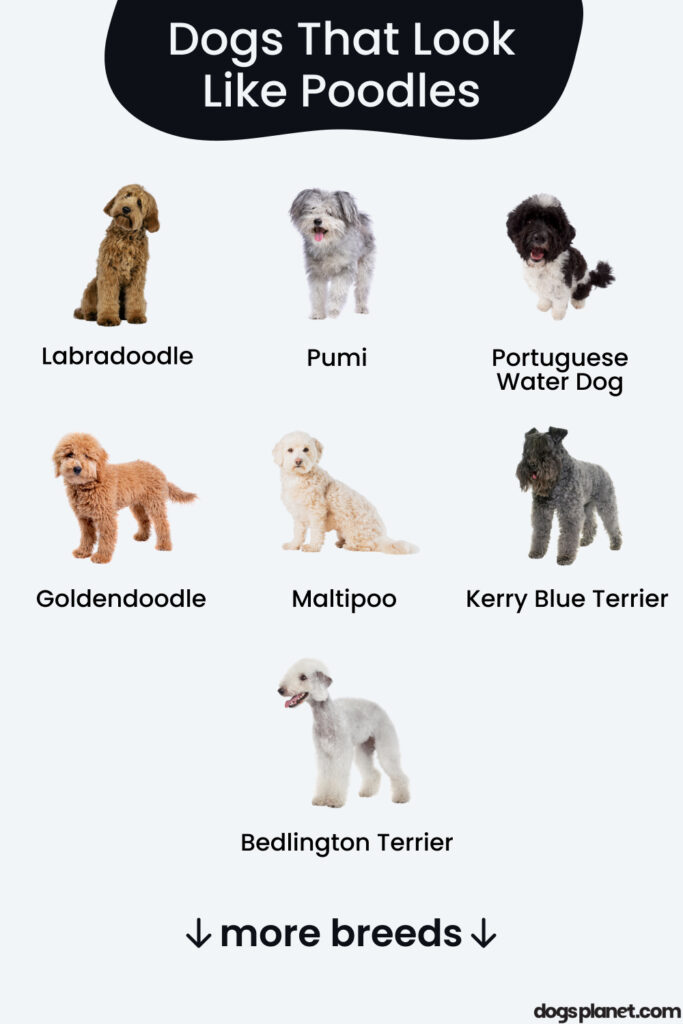 Dogs That Look Like Poodles