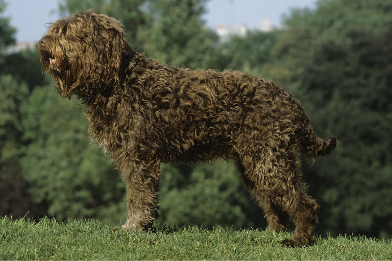 barbet dog standing on grass