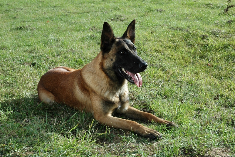 belgian malinois lying down