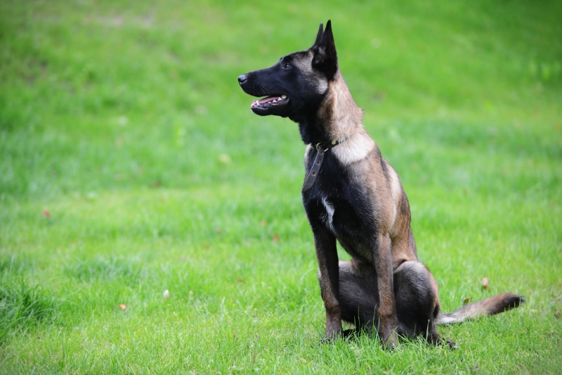 belgian malinois sitting