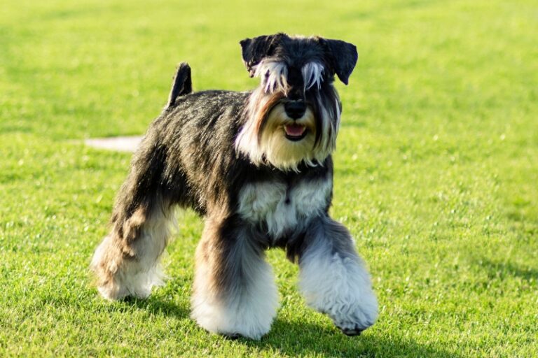 All the Miniature Schnauzer Colors (With Pictures!)