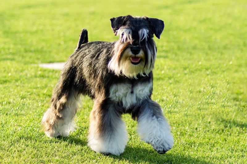 black and silver miniature schnauzer