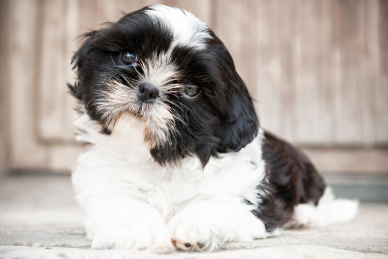 black and white shih tzu