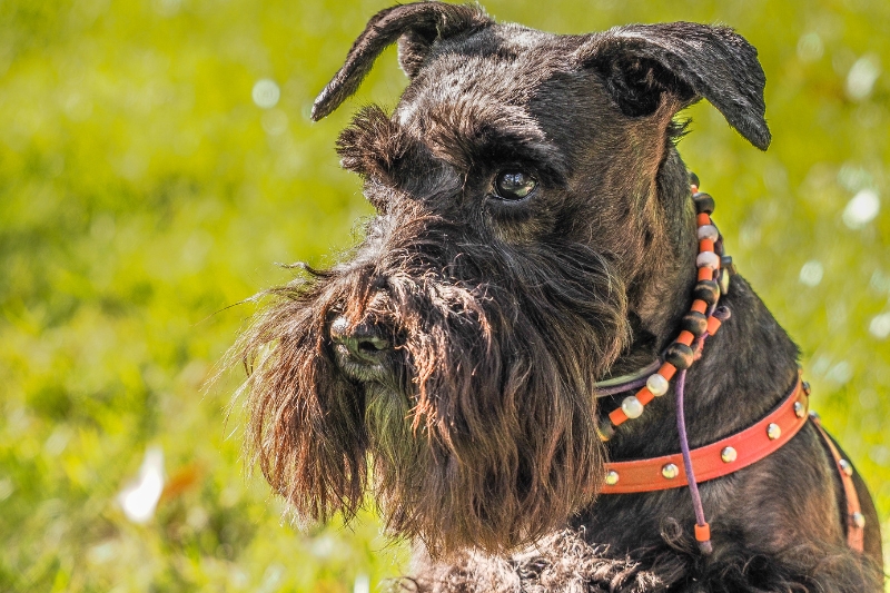 black miniature schnauzer