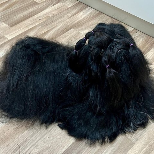 black shih tzu