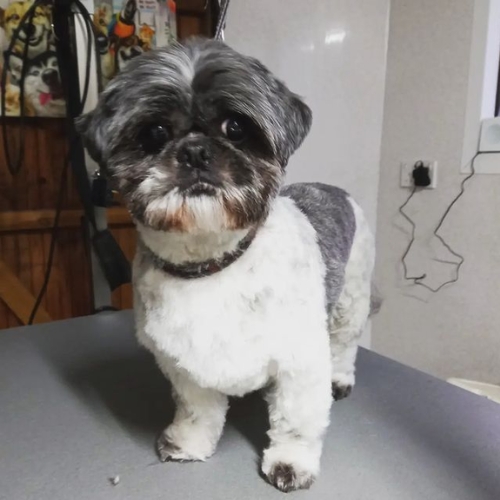 shih tzu azul y blanco