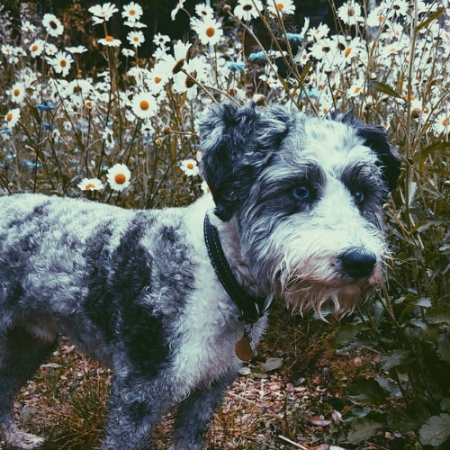 blue merle miniature schnauzer