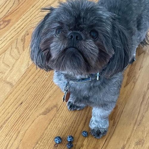 blue shih tzu