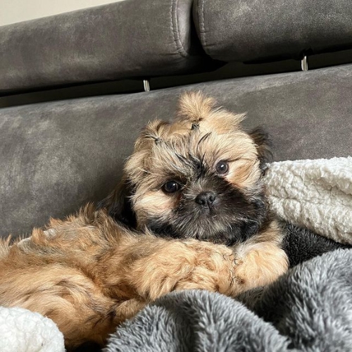 brindle shih tzu