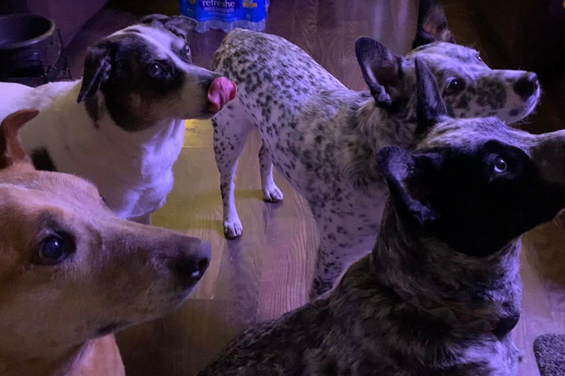 four dogs looking at the barkbox