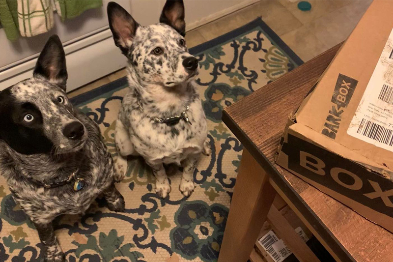 gojira and brother looking at the barkbox