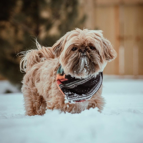 gold shih tzu 1