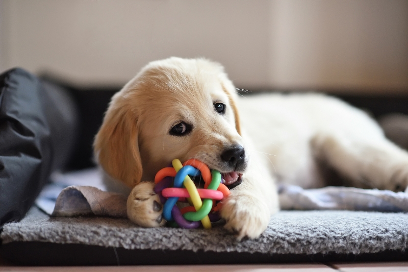 golden retriever cachorro jugando