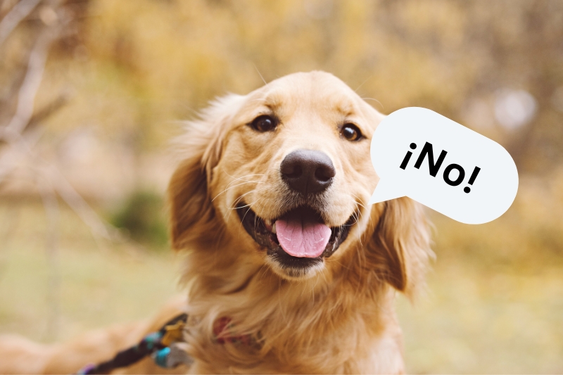 golden retriever que dice no