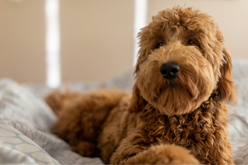 goldendoodle en cama