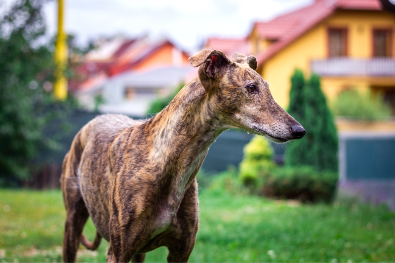 greyhound in a backyard
