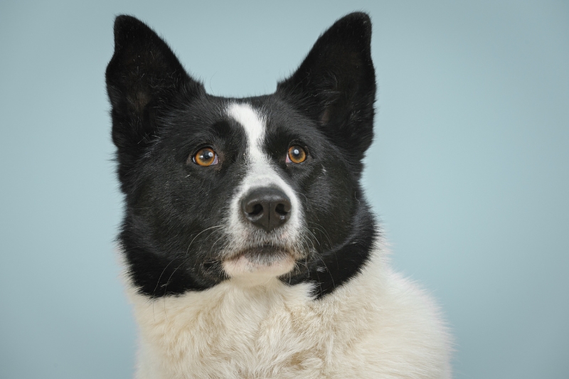 karalien bear dog portrait