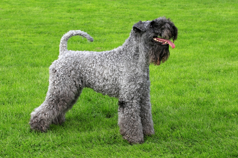 kerry blue terrier de pie