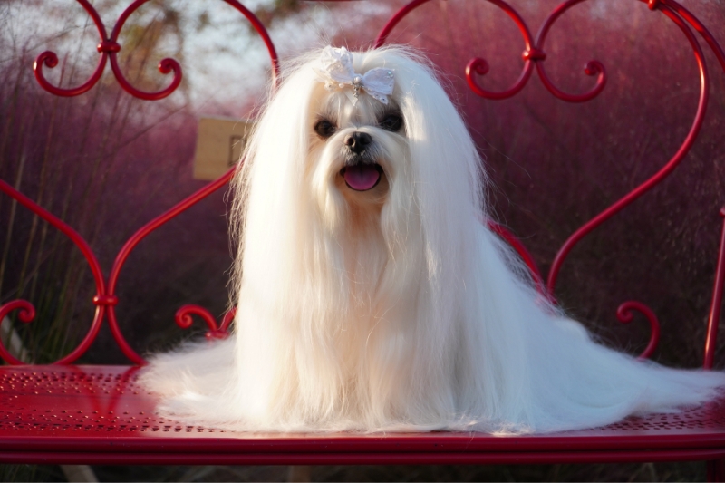 maltese with long hair