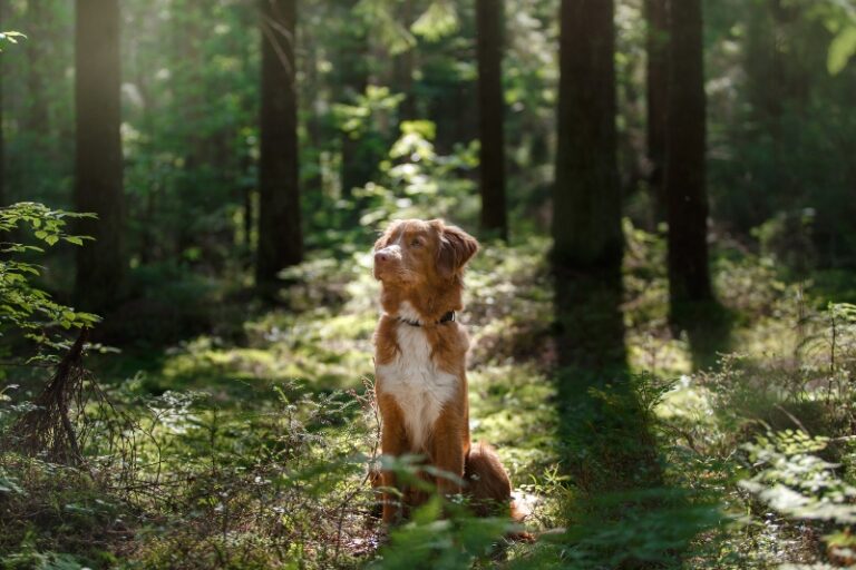 250+ Red Dog Names For Your Fiery Pooch