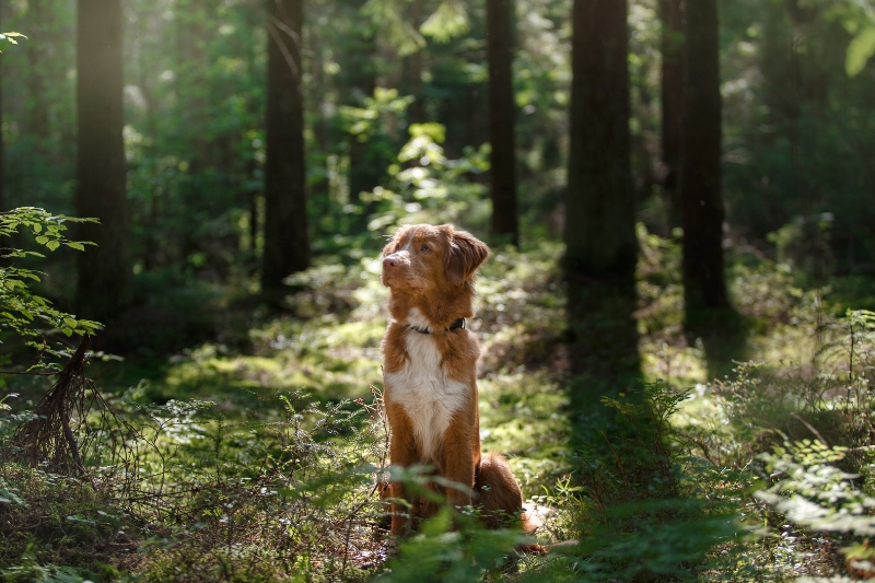 nova scotia duck tolling retriever in a forest
