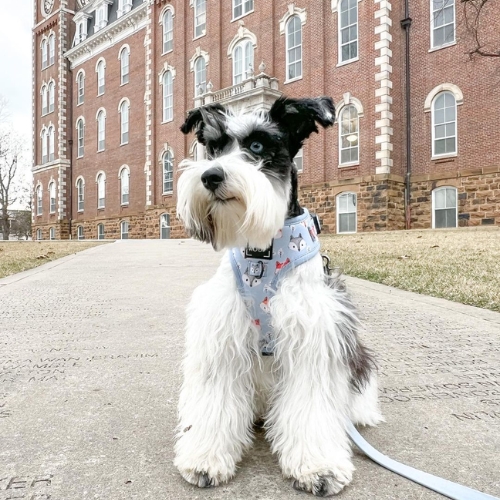 parti mini schnauzer black and white