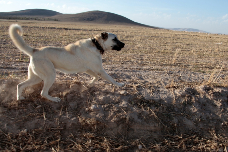 pastor de anatolia corriendo