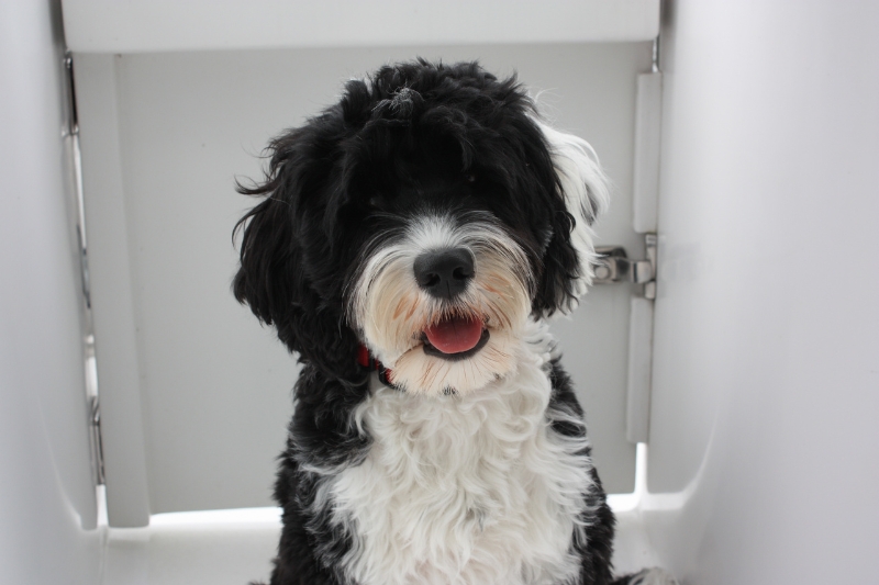 portuguese water dog on a boat