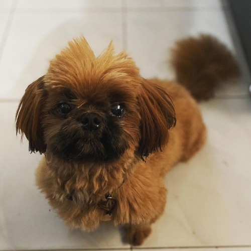 shih tzu rojo