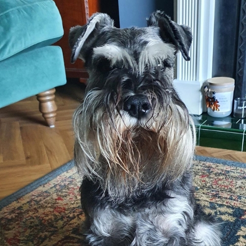 salt and pepper mini schnauzer