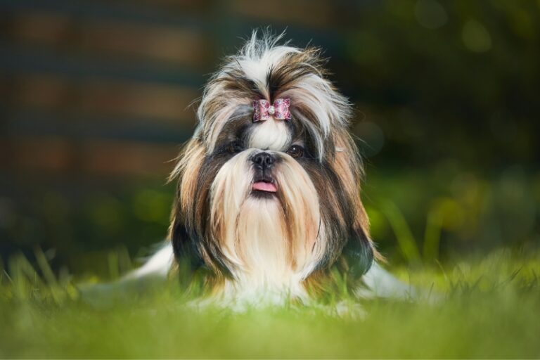 All The Shih Tzu Colors Explained (With Pictures!)