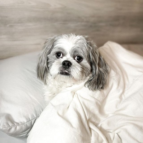 silver and white shih tzu