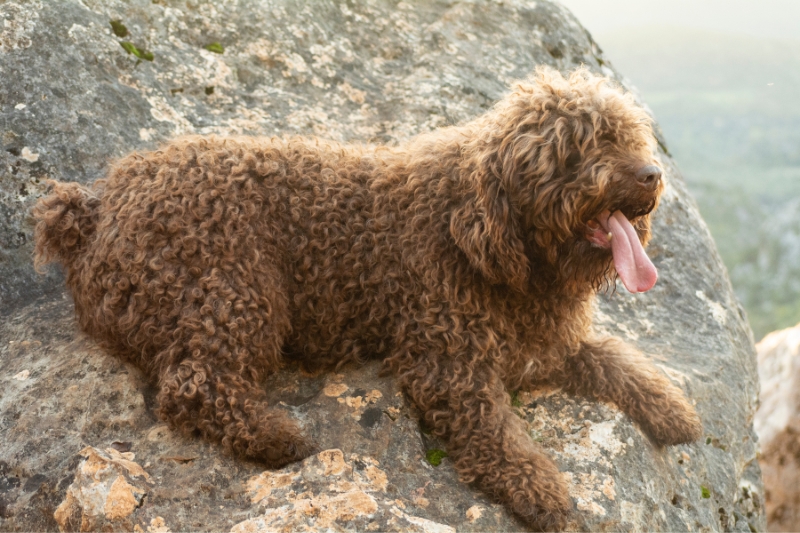 spanish water dog on a rock
