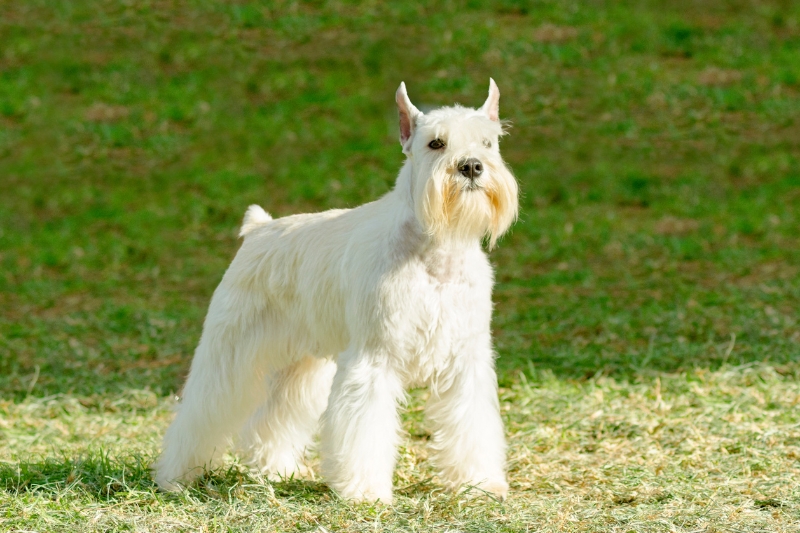 white miniature schnauzer