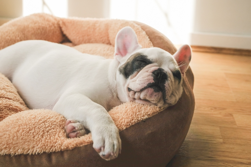 Best Dog Beds for French Bulldogs