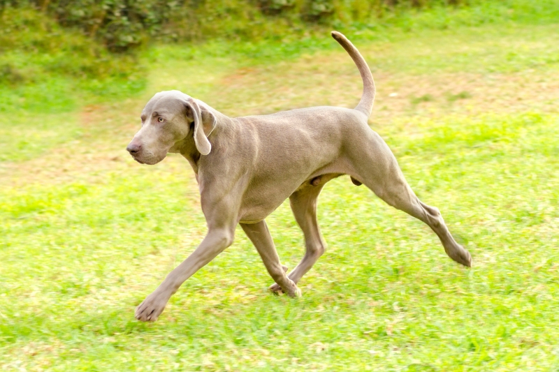 braco de weimar en un campo