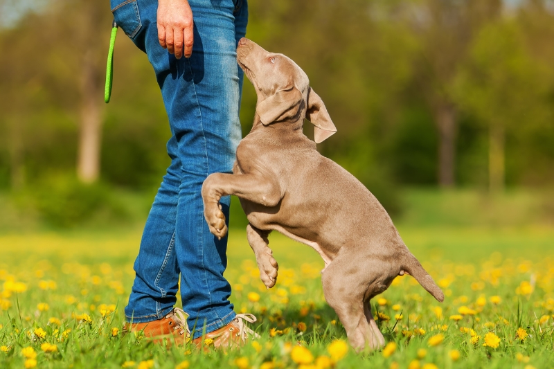 cachorro braco de weimar