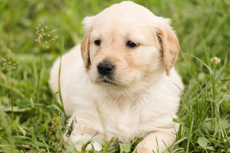 cream golden retriever puppy