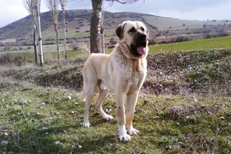 Aksaray Malaklisi standing