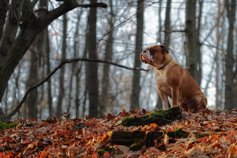 Continental Bulldog in a forest