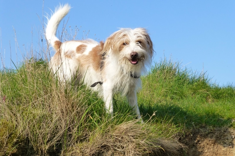 Kromfohrlander tan white dog