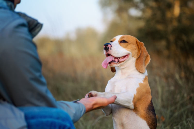 adiestramiento beagle