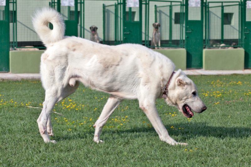 akbash dog standing