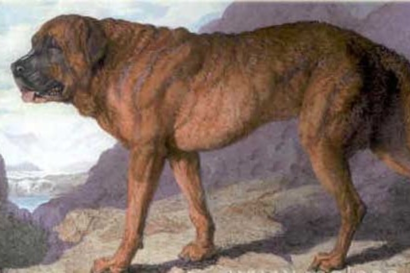 alpine mastiff