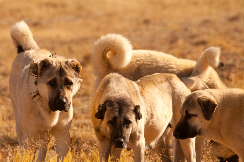 anatolian shepherds running