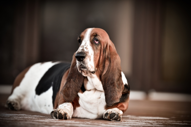 basset hound lying down
